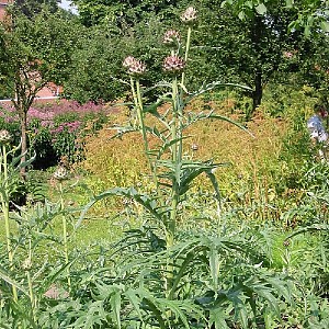 Foto van de desbetreffende plant